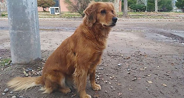 Perra espera a su dueño afuera de la cárcel