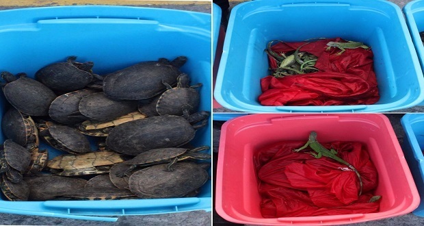 Hallan en maleta de la CAPU aproximadamente 180 iguanas y tortugas