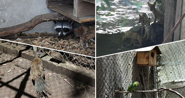 En Flor del Bosque nacen 11 ejemplares en peligro de extinción