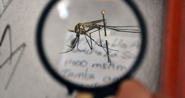 Investigadores de BUAP hallan especies de insectos no registradas