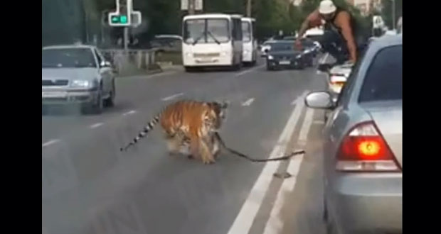 En Rusia, captan a tigre escapando de auto de su cuidador