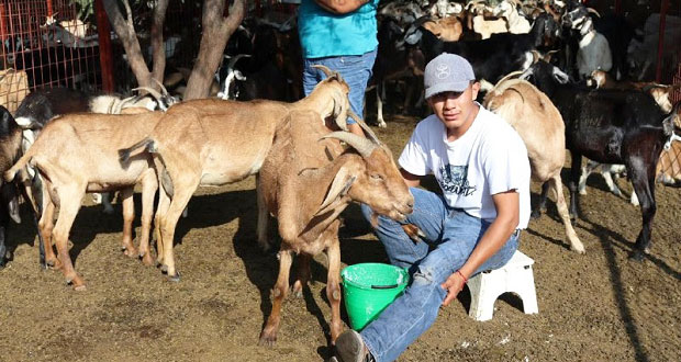 SGG entrega 240 cabras a pequeños agricultores de 4 municipios