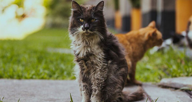 SHCP reporta muerte de gato en Twitter oficial y le llueven críticas