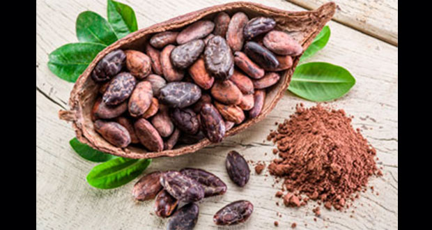 Con 17 variedades, México cubre 44% de demanda de cacao: Agricultura