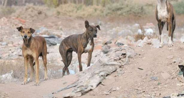 Jauría desentierra cadáver en monte del municipio de Guadalupe