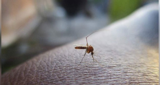 Filipinas declara alerta nacional por aumento en casos de dengue