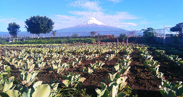 Puebla, segundo estado con más superficie para plantas ornamentales