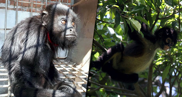 En tráfico de primates, el 95% de monos mueren durante su cautiverio