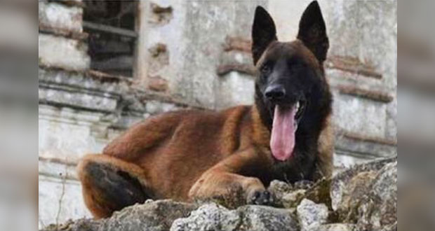 Chichí, perro rescatista del 19S muere por complicaciones tras lesión