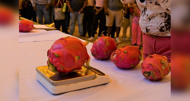 Se celebra la IV Feria de la Pitahaya en Santa Inés Ahuatempan