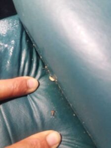 Acusan usuarios que camas del IMSS Metepec están infestadas de chinches