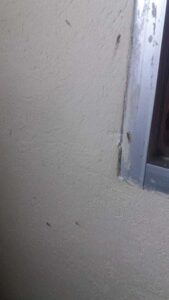 Acusan usuarios que camas del IMSS Metepec están infestadas de chinches