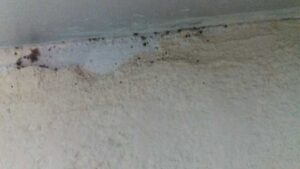 Acusan usuarios que camas del IMSS Metepec están infestadas de chinches