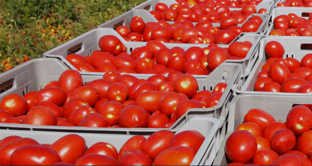 Logra acuerdo México y EU, retirarán aranceles al tomate mexicano