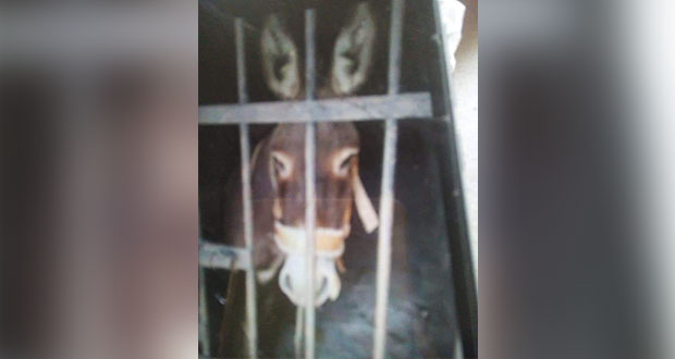 En Oaxaca, encarcelan a burro; lleva 48 horas sin agua y comida