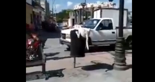 Medio Ambiente investiga a hombre por cortar cola a perro
