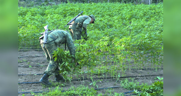 En un mes, Sedena confisca 6 mil 642 kilos de mariguana