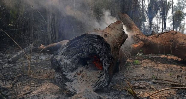 Afirman que bosques del Amazonas tardarían décadas en regenerarse