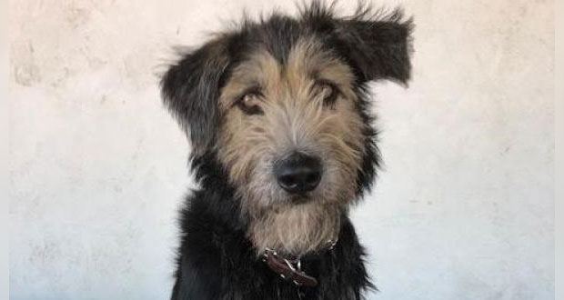 Conoce a “Monte”, el perro que protagonizará La dama y el vagabundo