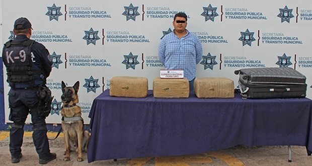 Unidad canina asegura más de 21 kg de posible marihuana en la CAPU