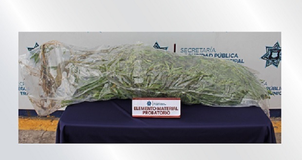 Ssptm asegura planta de posible mariguana de 3 kilos sembrada en vía pública
