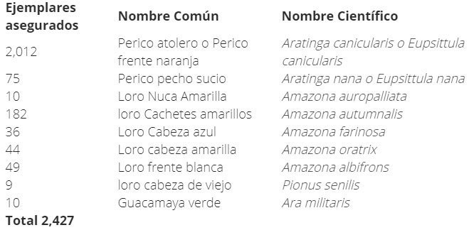 De febrero a mayo, la temporada de más tráfico ilegal de loros