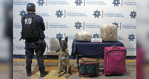 Aseguran alrededor de 16 kilogramos de posible mariguana en la CAPU