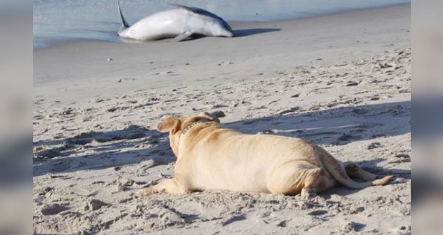 Perro ciego trata de rescatar a delfín varado en la playa