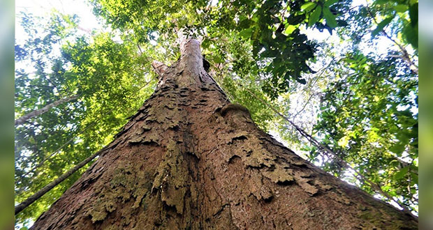 El árbol más grande del Amazonas se salva de los incendios