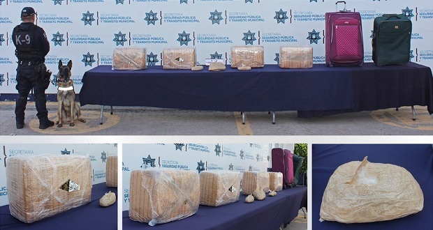 Unidad canina asegura 42 kilos de posible droga en la CAPU