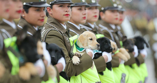Cachorros se roban las miradas en desfile militar de Chile