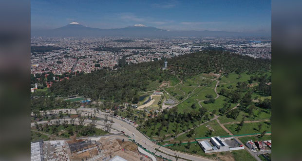Gobierno estatal y municipal revisan permisos para talar árboles