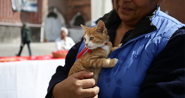¿Tu gato sueña con modelar? Llévalo a exposición felina en Upaep
