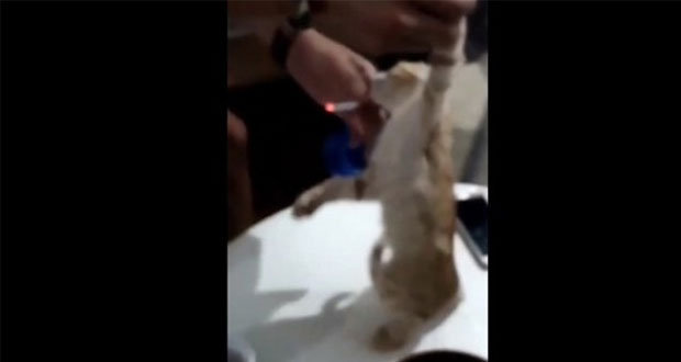 Jóvenes obligan a gato a fumar; ya son investigados