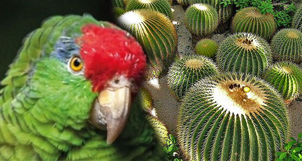 Extracción ilegal de fauna y flora, fuente de ingresos de criminales: Manrique