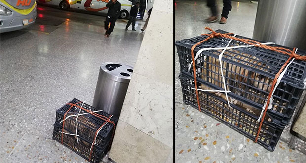 Abandona a su perro en la CAPU porque no lo dejaron subir con él