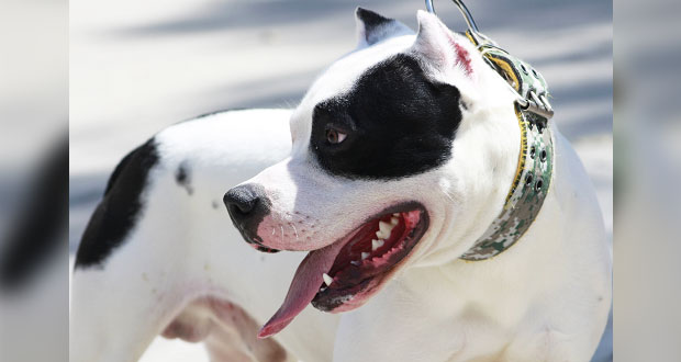 Partido Verde busca prohibir mutilaciones estéticas a mascotas