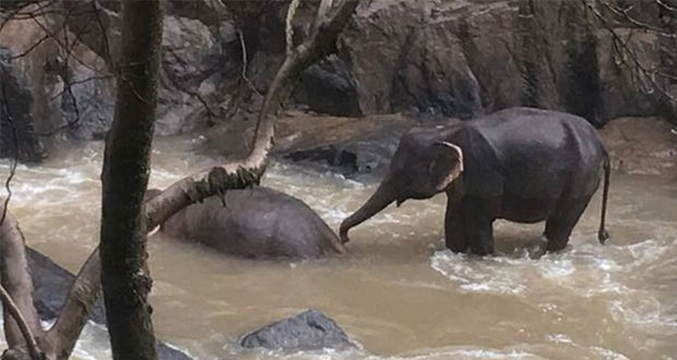 11 elefantes mueren por tratar de salvar una cría en Tailandia