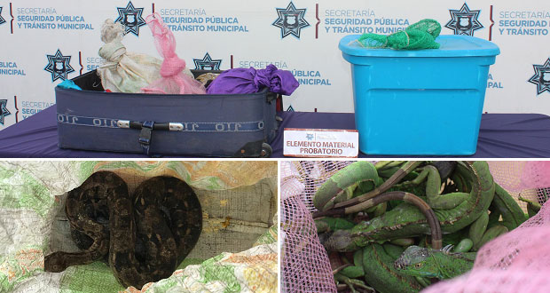 Ssptm rescata 289 ejemplares de fauna silvestre en la CAPU