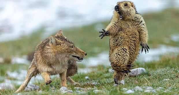 Imagen de marmota asustada, gana Wildlife Photographer of The Year
