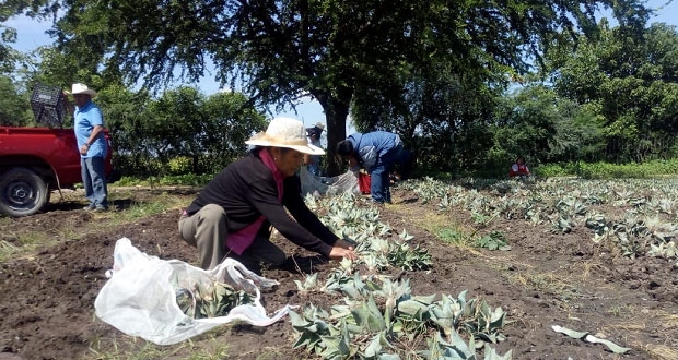 Apoyan a campesinos con magueyes en Teopantlán y Huehuetlán El Grande