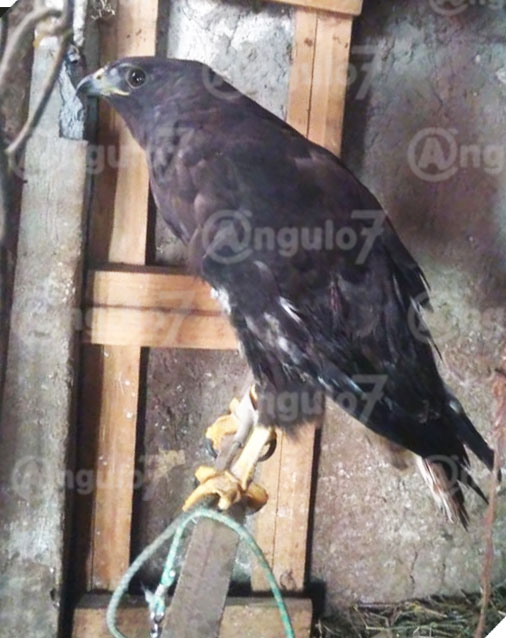 En campo de Tonantzintla, vecino rescata a águila herida de un ala