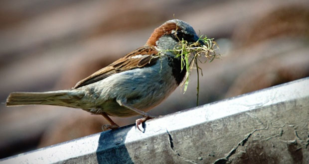 ¿Sabías qué 392 especies de aves mexicanas están en riesgo?