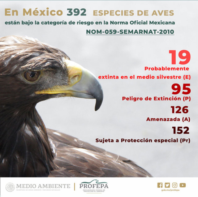 ¿Sabías qué 392 especies de aves mexicanas están en riesgo?