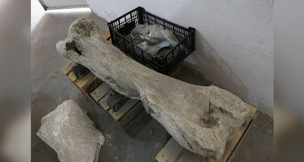 Excavaban para hacer horno pero hallan restos de mamut en Puebla