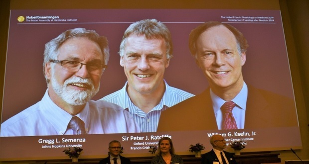Dan Nobel de medicina a estudio sobre cómo células perciben oxígeno