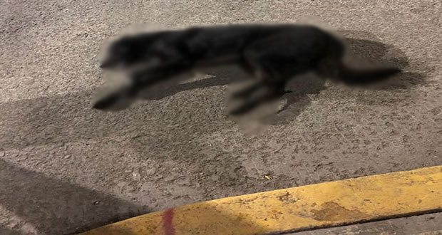 Envenenan a por lo menos 20 perros callejeros en centro de Atempan