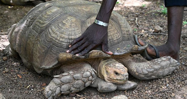 En África, muere Alagba, la tortuga gigante de 344 años