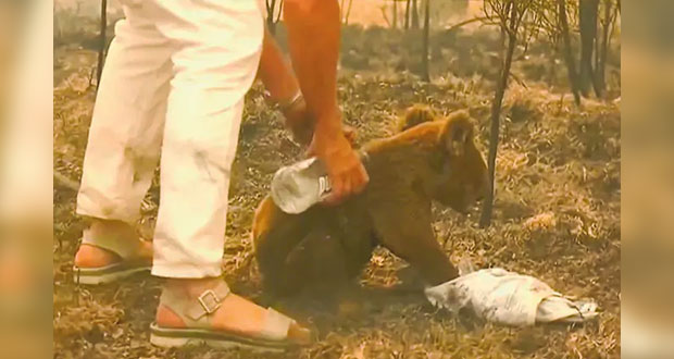 Muere Lewis, el koala rescatado de las llamas en Australia