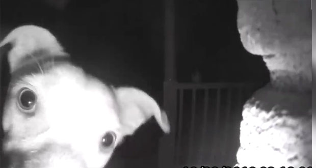 Perro toca el timbre de su casa a media noche y se hace viral